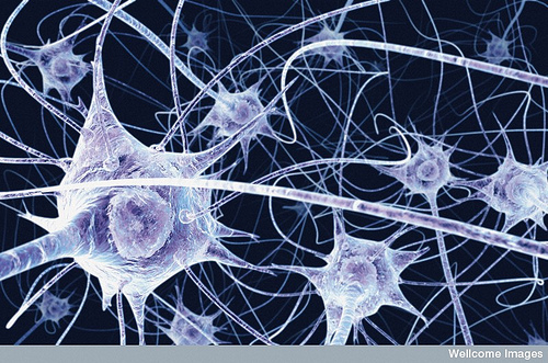 Neurones