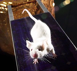 Mouse