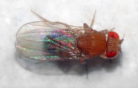 Drosophila